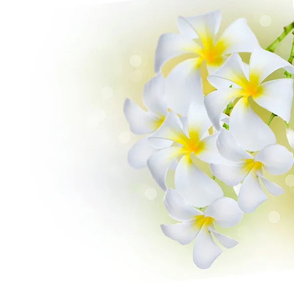 Faz fronteira com Frangipani Spa Flowers. Plumeria — Fotografia de Stock