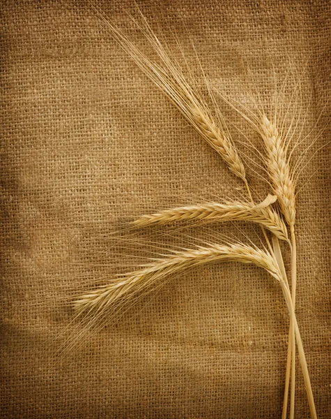 Пшеничные уши на фоне бурлапа — стоковое фото