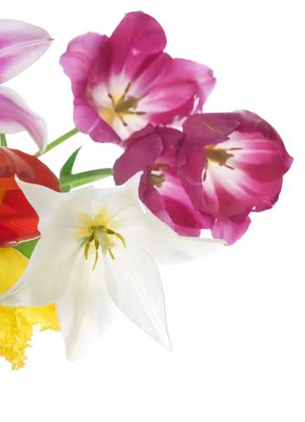 Primavera tulipa flores — Fotografia de Stock