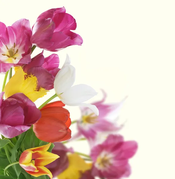 Flores Fronteira. Projeto de cartão de aniversário — Fotografia de Stock