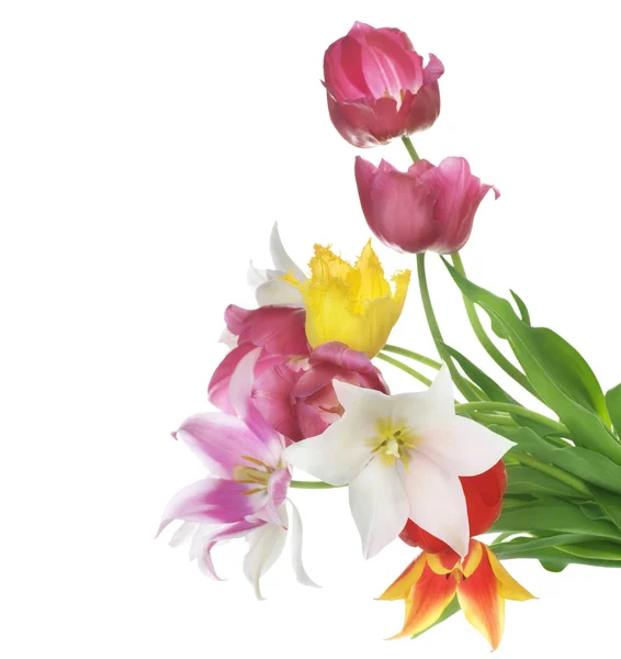 Jarní květiny nad bílá. tulipány parta — Stock fotografie