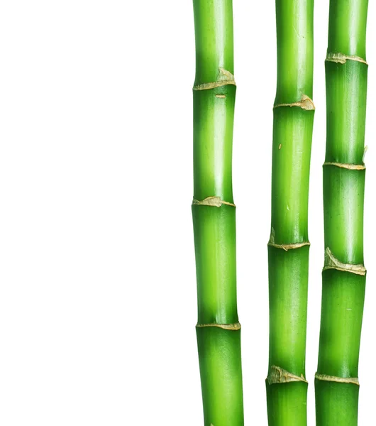 Frontiera di bambù — Foto Stock