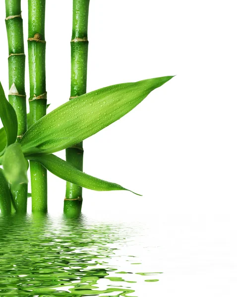 Bambu fresco bonito — Fotografia de Stock