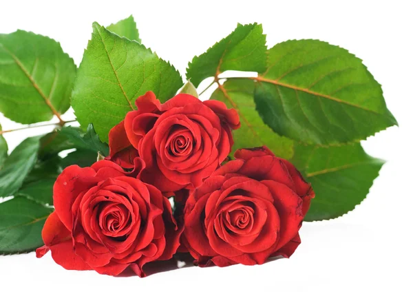 Rode rozen bos — Stockfoto