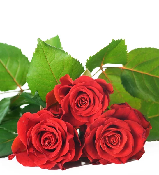 Όμορφα κόκκινα τριαντάφυλλα πάνω από λευκό — Φωτογραφία Αρχείου