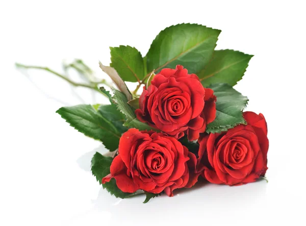 Красивые красные розы — стоковое фото
