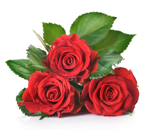 Mooie rode rozen — Stockfoto