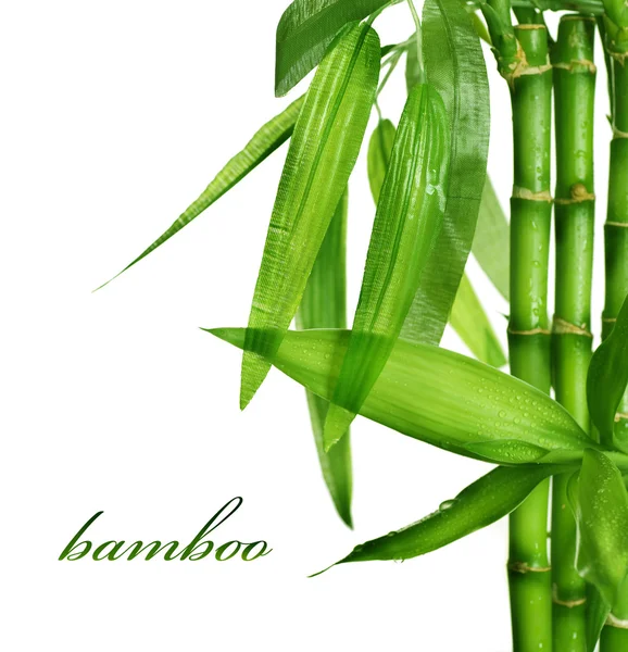 Bambou isolé sur blanc — Photo