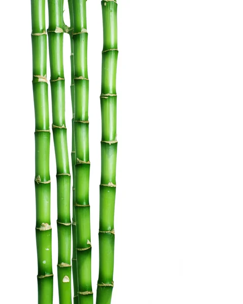 Бамбук над белым — стоковое фото
