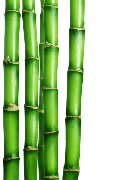 Bamboe grens — Stockfoto