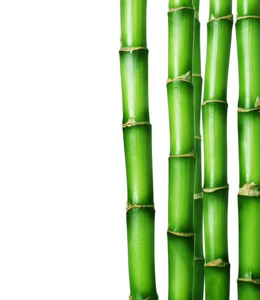 Bambusz határ — Stock Fotó