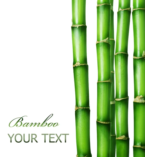 Bambus über Weiß — Stockfoto