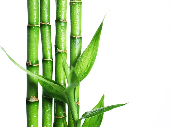 Bambu isolerad på vitt — Stockfoto