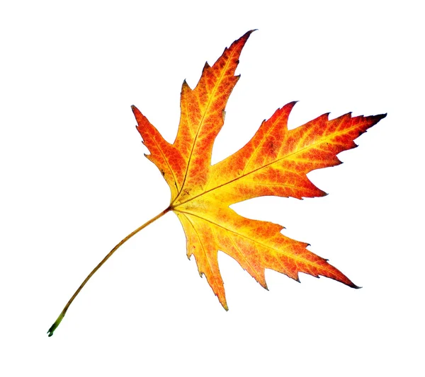 Идеальный Осенний лист над белой — стоковое фото