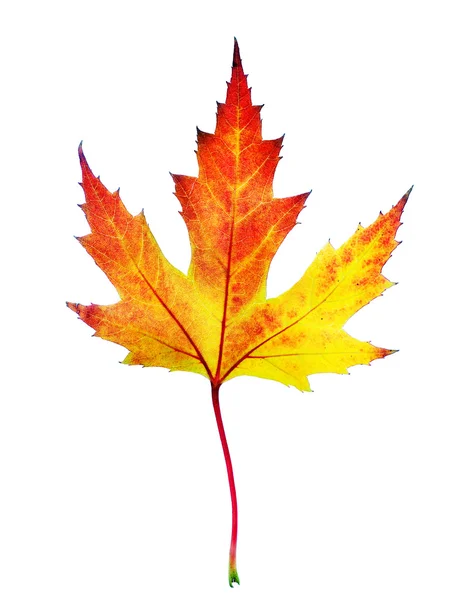 Идеальный Осенний лист над белой — стоковое фото