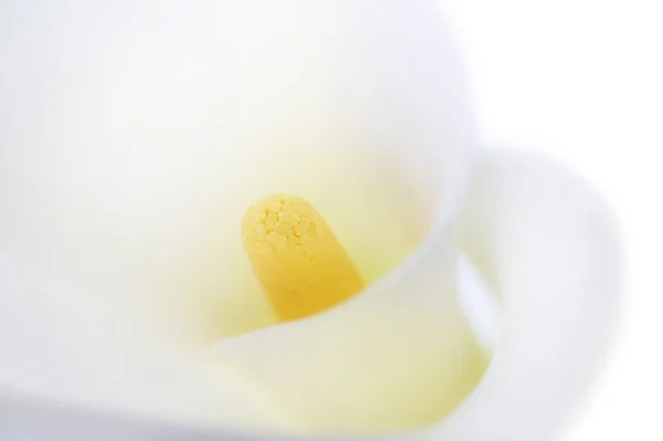白で美しいカラ — ストック写真