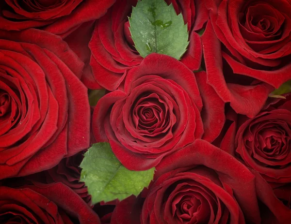 Roses rouges fond. Concentration sélective — Photo