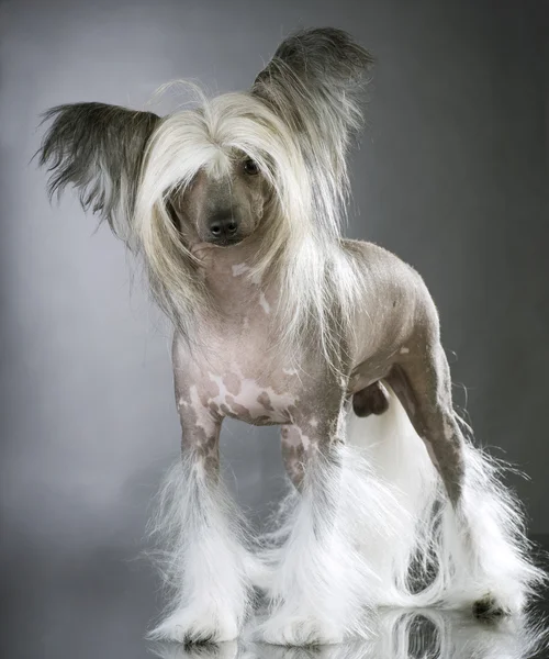 Perro faldero. Perro de raza pura con cresta china — Foto de Stock