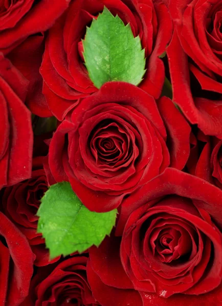 Розы фон — стоковое фото