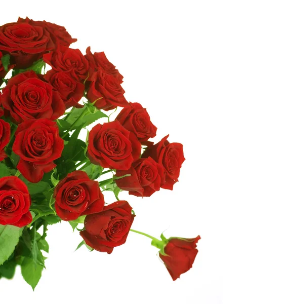 Borda de rosas vermelhas sobre branco — Fotografia de Stock