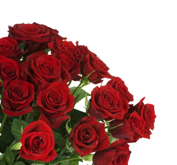Mazzo di rose rosse grandi — Foto Stock