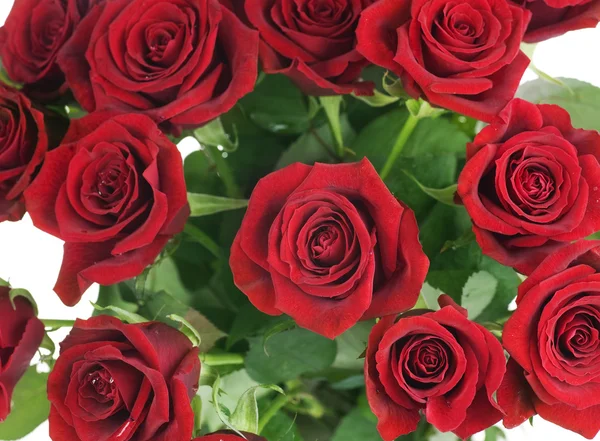 Red Roses Background. Selective focus — Stock Photo, Image