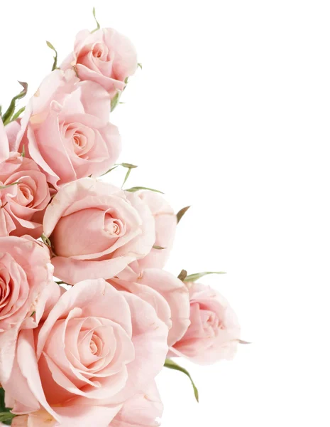 Schöne Rosen Rand — Stockfoto