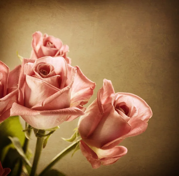 Mooie roze rozen. vintage stijl. sepia toned — Stockfoto