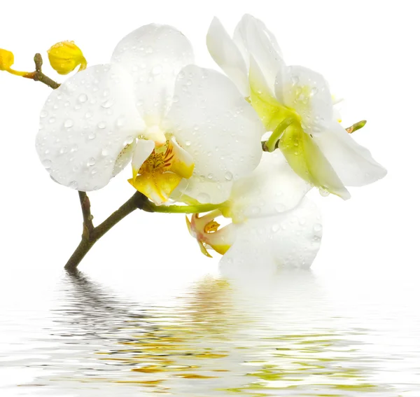Orquídea fresca — Fotografia de Stock