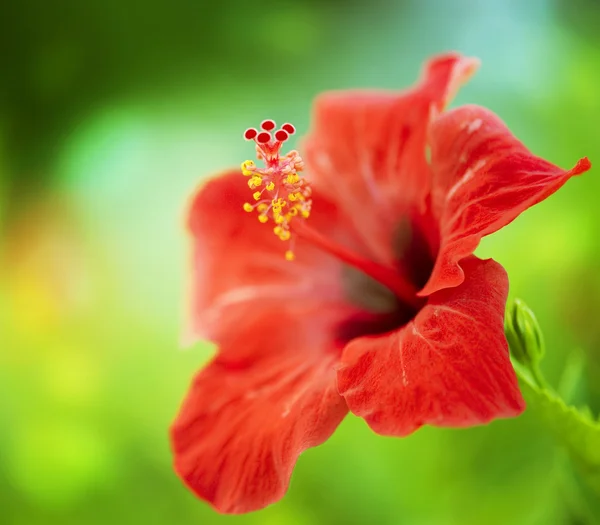 Hibiscus bloem. ondiepe focus — Stockfoto