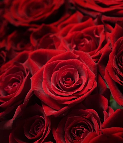 Κόκκινα τριαντάφυλλα φόντο. Επιλεκτική εστίαση — Φωτογραφία Αρχείου