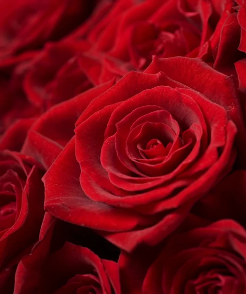 Röda rosor. selektiv inriktning — Stockfoto