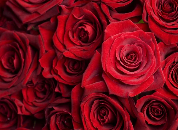 Roses rouges fond. Concentration sélective — Photo