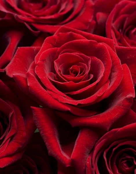 Červené růže Pozadí. Selektivní zaměření — Stock fotografie