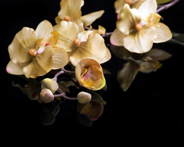 Hermosa orquídea sobre negro —  Fotos de Stock