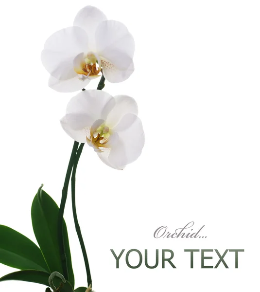 Mooie witte orchidee — Stockfoto