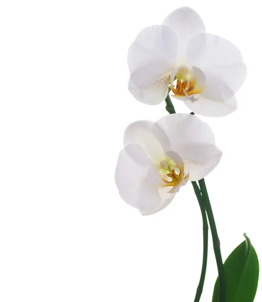 Одинокая белая орхидея на белом — стоковое фото