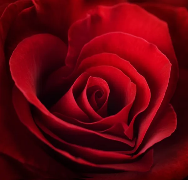 Valentin rote Rose. herzförmig — Stockfoto