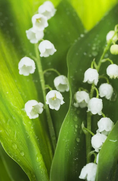 stock image Lily-of-the-valley Flowers