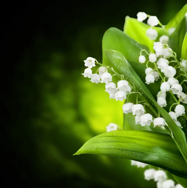 Lily-of-the-valley Flowers Design — Stock Photo, Image