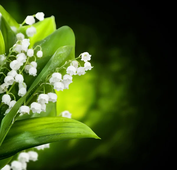 Lily-of-the-valley Flowers Design — Stock Photo, Image