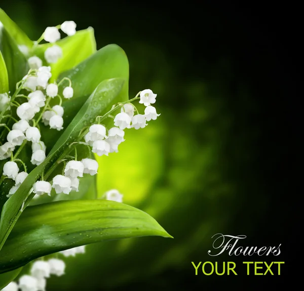 Lily-av-den-dalen blommor design — Stockfoto