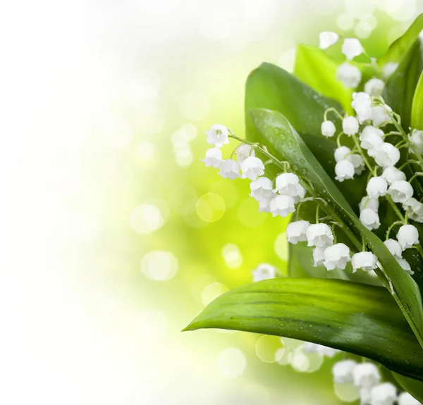 Lily-av-den-dalen blommor design — Stockfoto