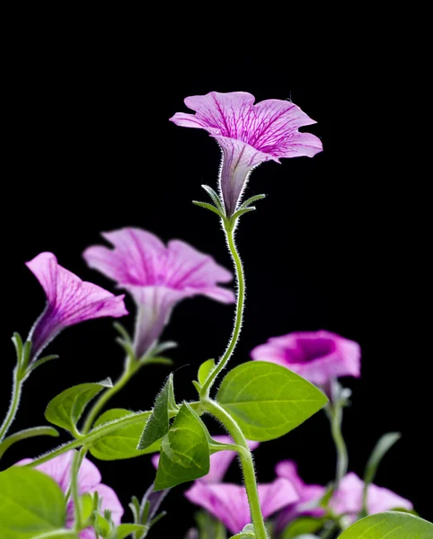 Bell virágok — Stock Fotó