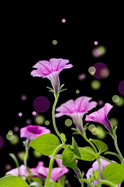 Design de flores de sino abstrato sobre preto — Fotografia de Stock