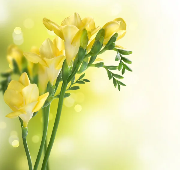 Freesia λουλούδια — Φωτογραφία Αρχείου