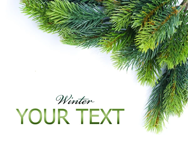 Ramos de árvore de Natal fronteira sobre branco — Fotografia de Stock