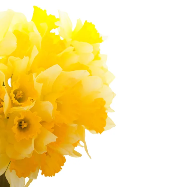 Beautiful Daffodils Border — Stock Photo, Image