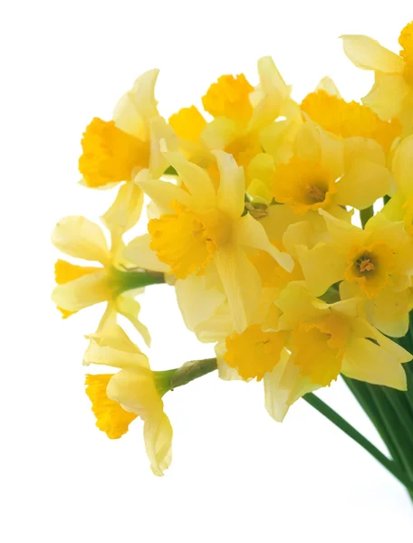 Daffodils bonitas sobre branco — Fotografia de Stock