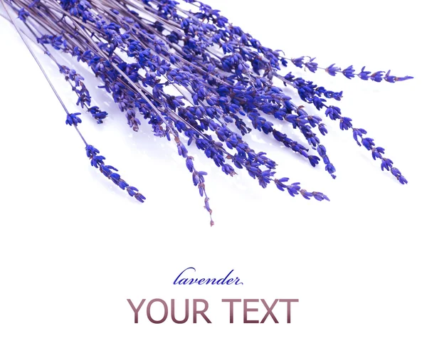 Lavendel über Weiß — Stockfoto